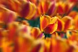 Red & Yellow Tulips_25156
